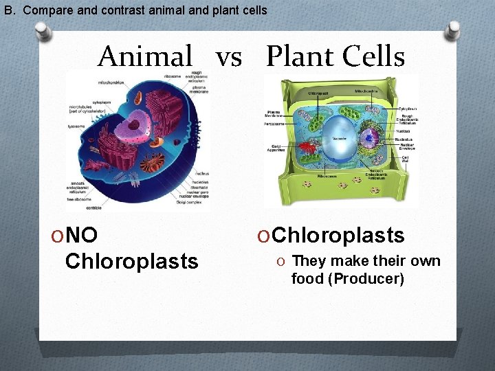 B. Compare and contrast animal and plant cells Animal vs Plant Cells O NO