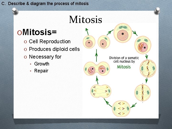 C. Describe & diagram the process of mitosis Mitosis OMitosis= O Cell Reproduction O
