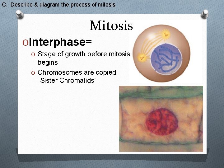 C. Describe & diagram the process of mitosis Mitosis OInterphase= O Stage of growth