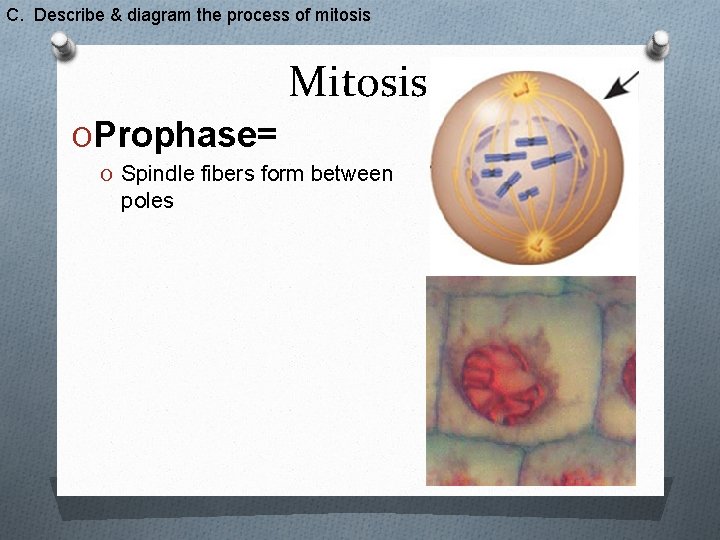 C. Describe & diagram the process of mitosis Mitosis OProphase= O Spindle fibers form