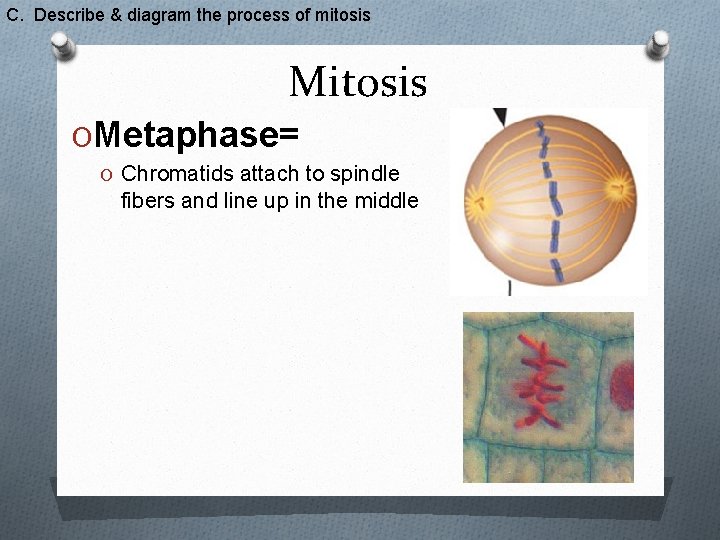 C. Describe & diagram the process of mitosis Mitosis OMetaphase= O Chromatids attach to