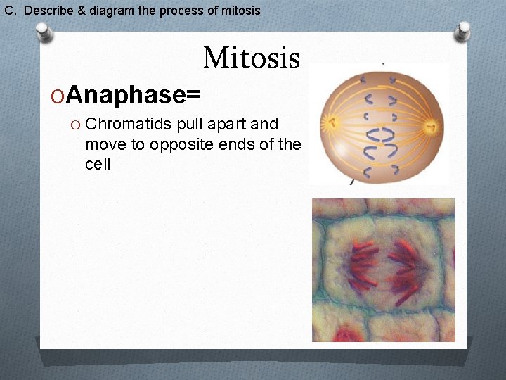 C. Describe & diagram the process of mitosis Mitosis OAnaphase= O Chromatids pull apart