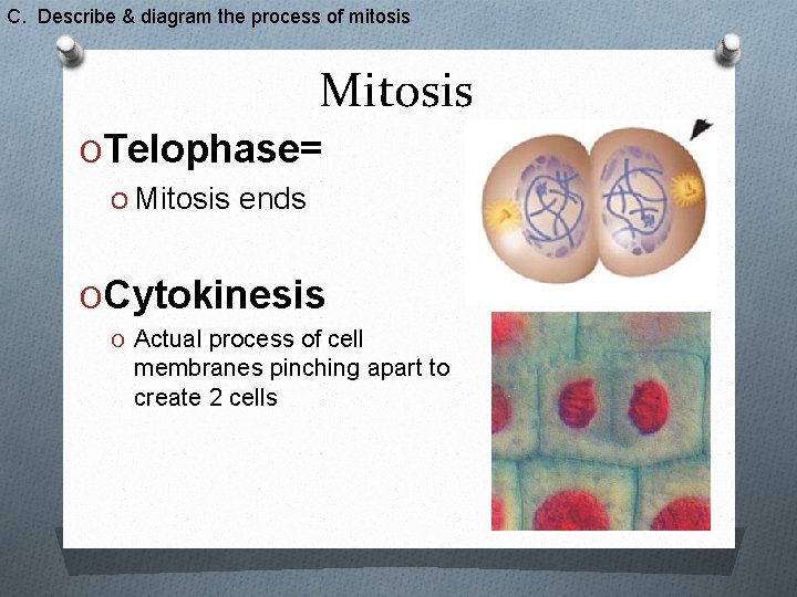 C. Describe & diagram the process of mitosis Mitosis OTelophase= O Mitosis ends OCytokinesis