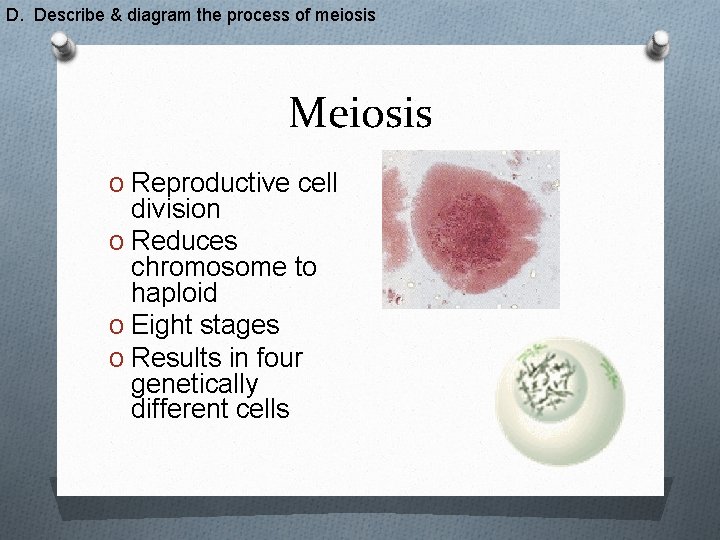 D. Describe & diagram the process of meiosis Meiosis O Reproductive cell division O