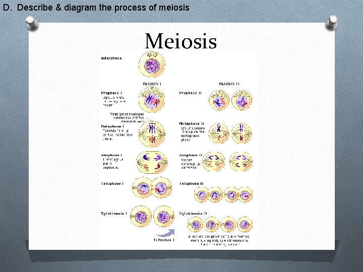 D. Describe & diagram the process of meiosis Meiosis 