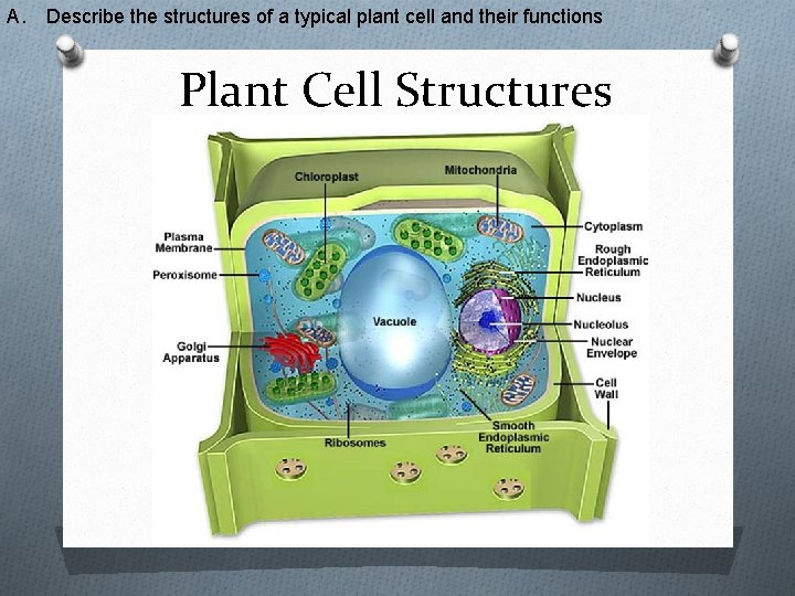 A. Describe the structures of a typical plant cell and their functions Plant Cell
