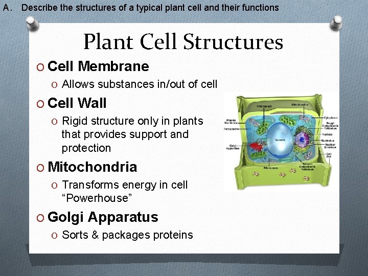 A. Describe the structures of a typical plant cell and their functions Plant Cell