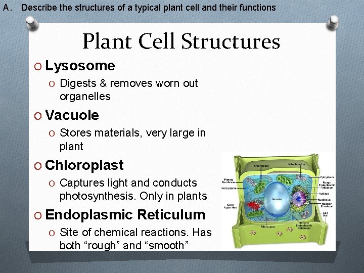 A. Describe the structures of a typical plant cell and their functions Plant Cell