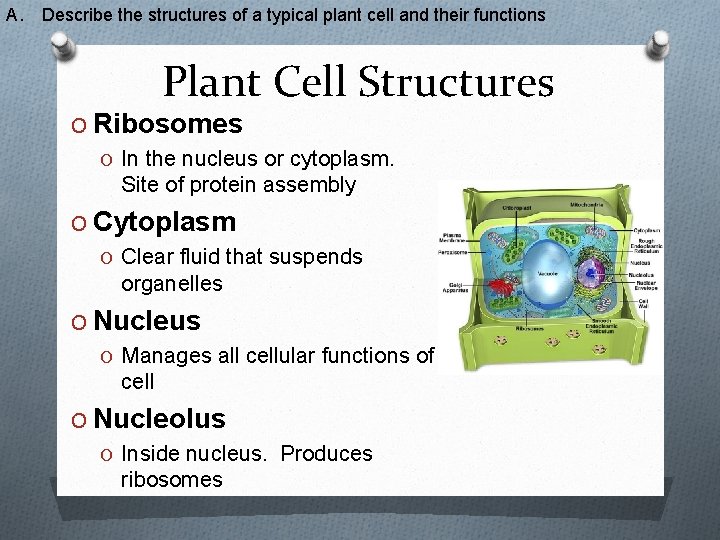 A. Describe the structures of a typical plant cell and their functions Plant Cell