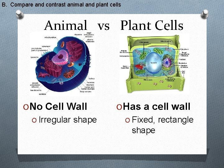 B. Compare and contrast animal and plant cells Animal vs Plant Cells O No