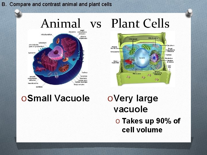 B. Compare and contrast animal and plant cells Animal vs Plant Cells O Small