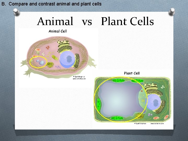 B. Compare and contrast animal and plant cells Animal vs Plant Cells 