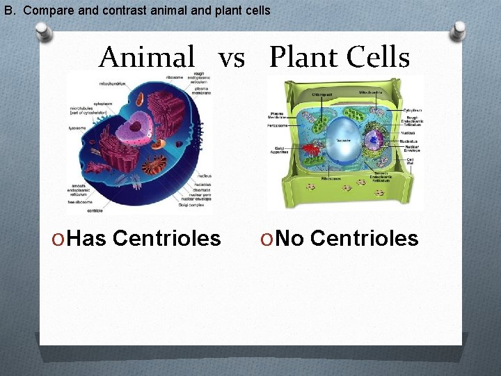 B. Compare and contrast animal and plant cells Animal vs Plant Cells O Has