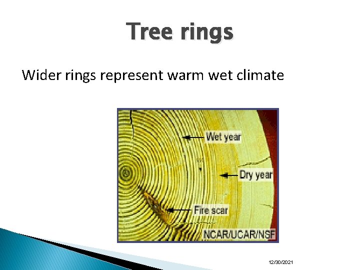 Tree rings Wider rings represent warm wet climate 12/30/2021 