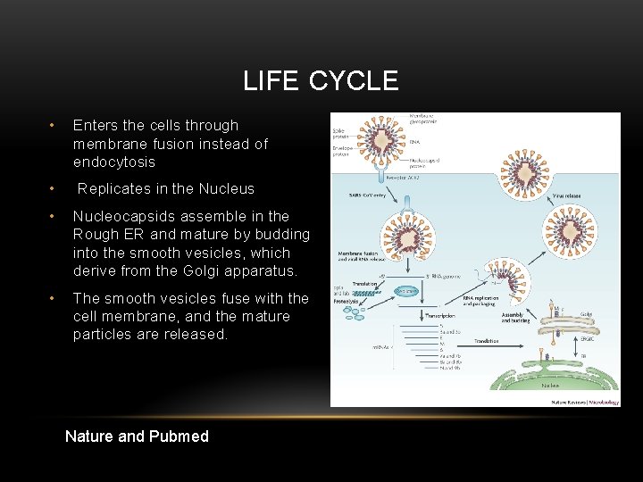 LIFE CYCLE • Enters the cells through membrane fusion instead of endocytosis • Replicates