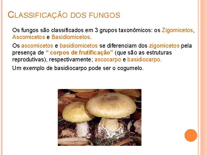 CLASSIFICAÇÃO DOS FUNGOS Os fungos são classificados em 3 grupos taxonômicos: os Zigomicetos, Ascomicetos