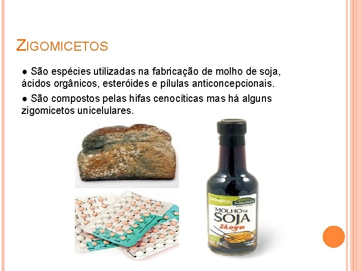 ZIGOMICETOS ● São espécies utilizadas na fabricação de molho de soja, ácidos orgânicos, esteróides