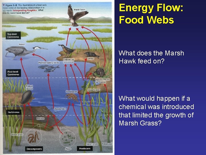 Energy Flow: Food Webs What does the Marsh Hawk feed on? What would happen