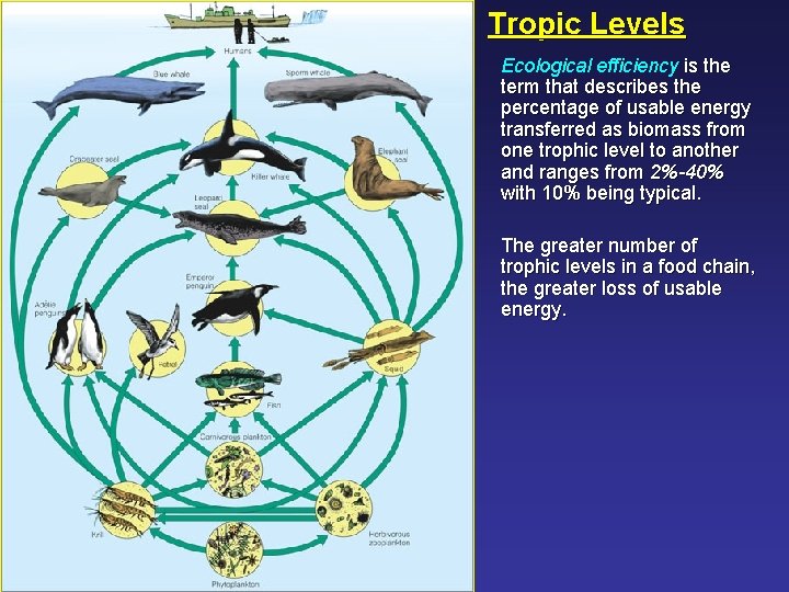 Tropic Levels Ecological efficiency is the term that describes the percentage of usable energy