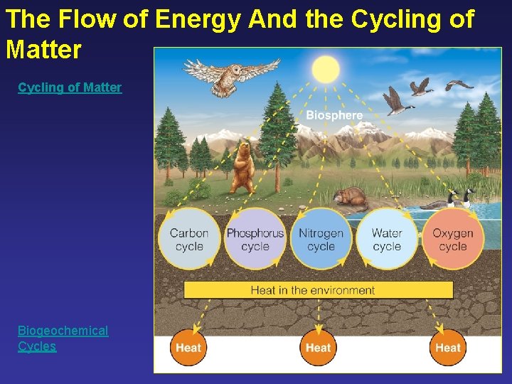 The Flow of Energy And the Cycling of Matter Biogeochemical Cycles 