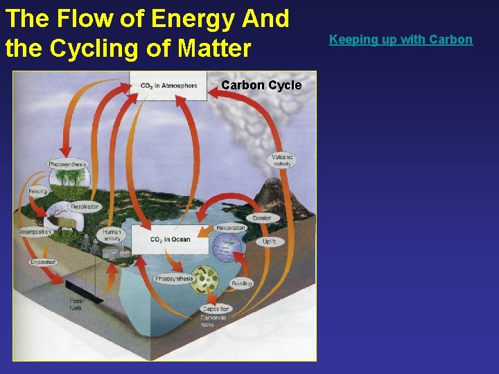 The Flow of Energy And the Cycling of Matter Carbon Cycle Keeping up with