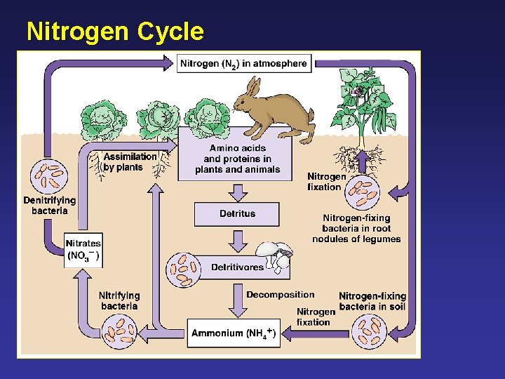 Nitrogen Cycle 