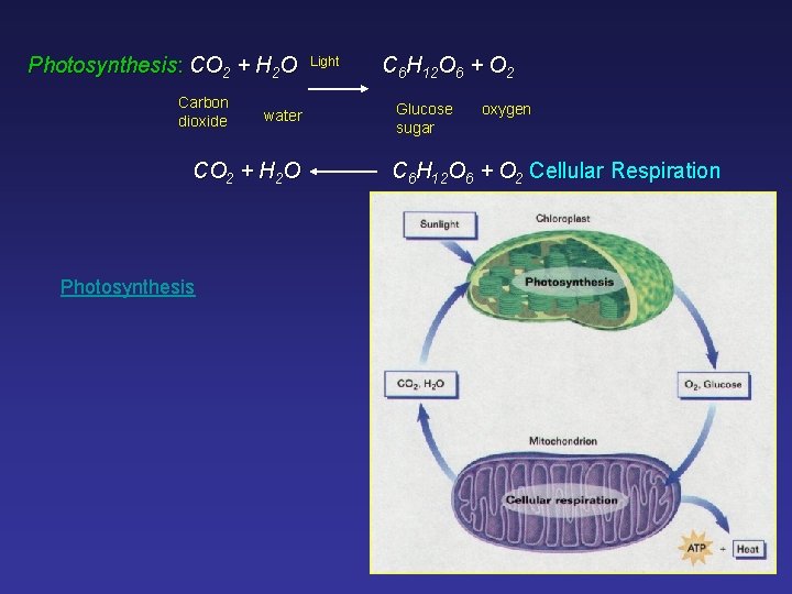 Photosynthesis: CO 2 + H 2 O Carbon dioxide water CO 2 + H