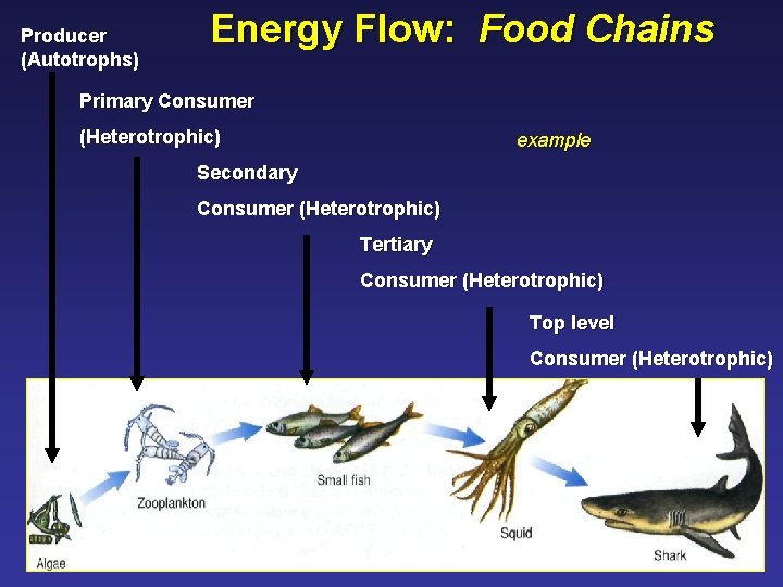 Producer (Autotrophs) Energy Flow: Food Chains Primary Consumer (Heterotrophic) example Secondary Consumer (Heterotrophic) Tertiary