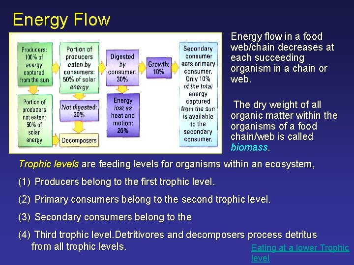 Energy Flow Energy flow in a food web/chain decreases at each succeeding organism in