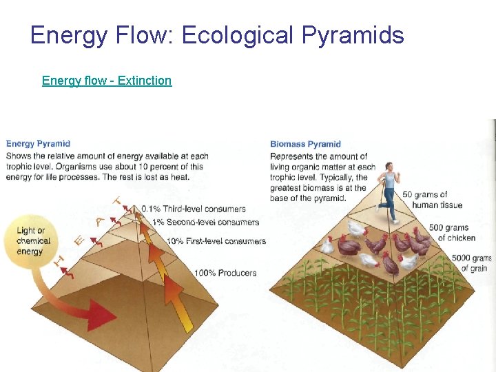 Energy Flow: Ecological Pyramids Energy flow - Extinction 