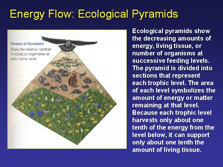 Energy Flow: Ecological Pyramids Ecological pyramids show the decreasing amounts of energy, living tissue,