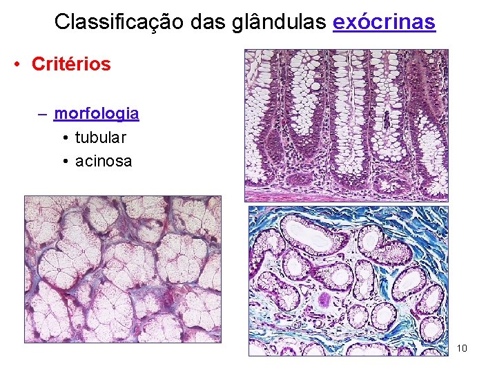 Classificação das glândulas exócrinas • Critérios – morfologia • tubular • acinosa 10 