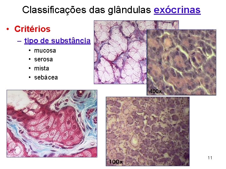 Classificações das glândulas exócrinas • Critérios – tipo de substância • • mucosa serosa