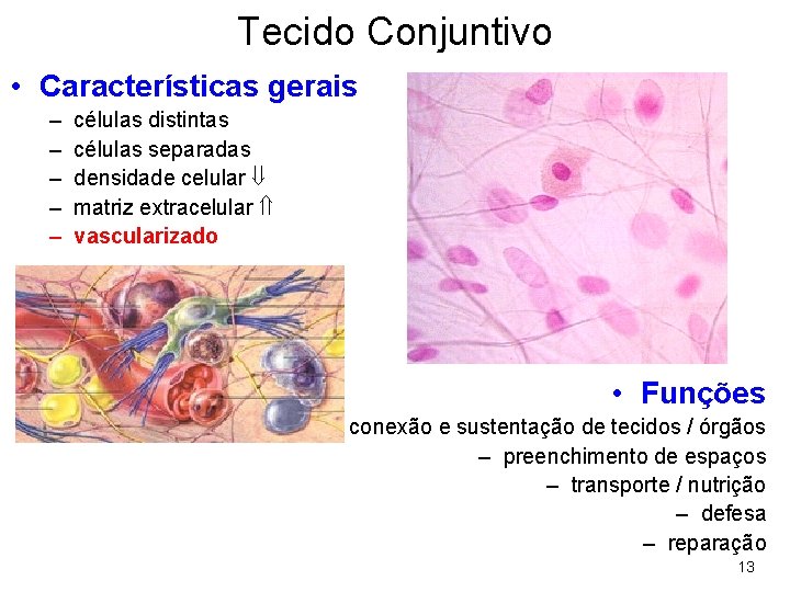 Tecido Conjuntivo • Características gerais – – – células distintas células separadas densidade celular