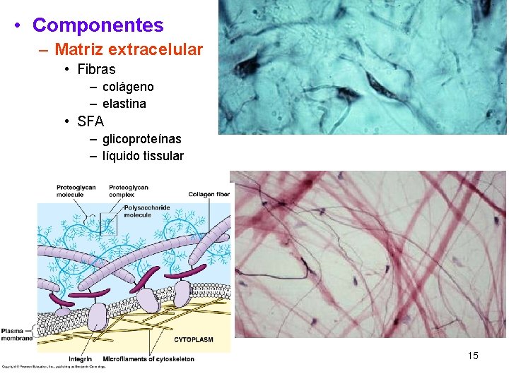  • Componentes – Matriz extracelular • Fibras – colágeno – elastina • SFA