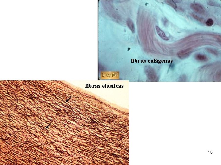 fibras colágenas fibras elásticas 16 