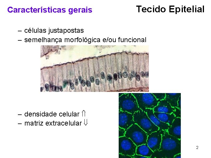 Características gerais Tecido Epitelial – células justapostas – semelhança morfológica e/ou funcional – densidade