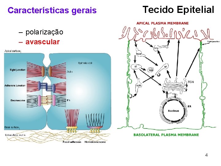 Características gerais Tecido Epitelial – polarização – avascular 4 