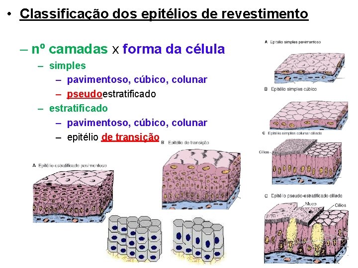  • Classificação dos epitélios de revestimento – nº camadas x forma da célula