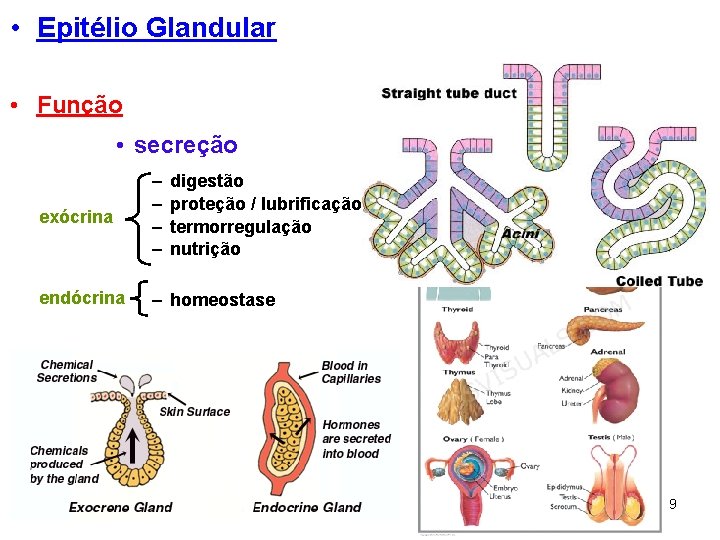  • Epitélio Glandular • Função • secreção exócrina – – endócrina – homeostase