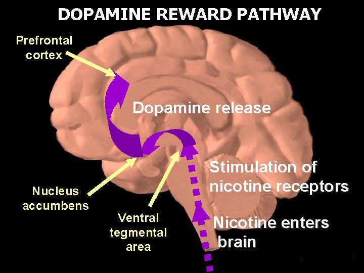 DOPAMINE REWARD PATHWAY Prefrontal cortex Dopamine release Nucleus accumbens Stimulation of nicotine receptors Ventral