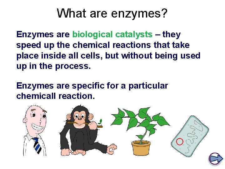 Enzymes Learning Objectives Learning What are enzymes
