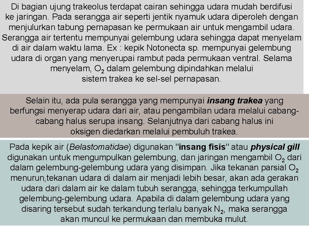 Di bagian ujung trakeolus terdapat cairan sehingga udara mudah berdifusi ke jaringan. Pada serangga