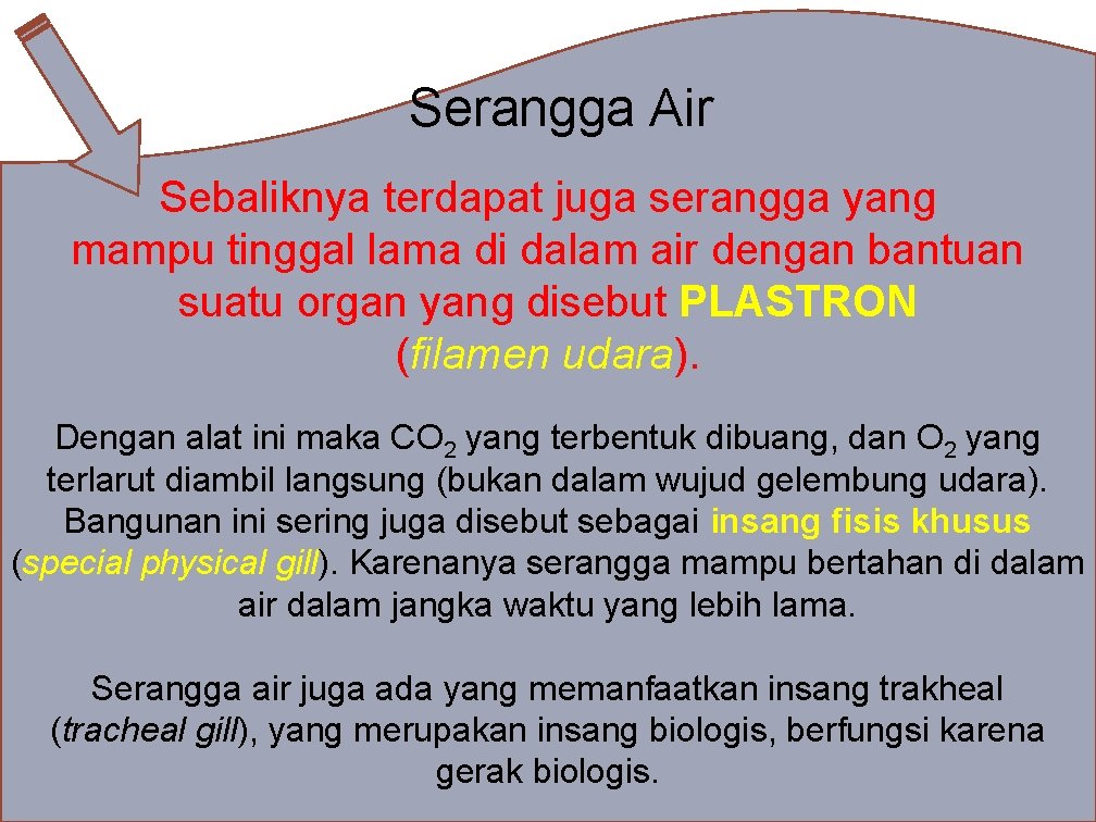 Serangga Air Sebaliknya terdapat juga serangga yang mampu tinggal lama di dalam air dengan