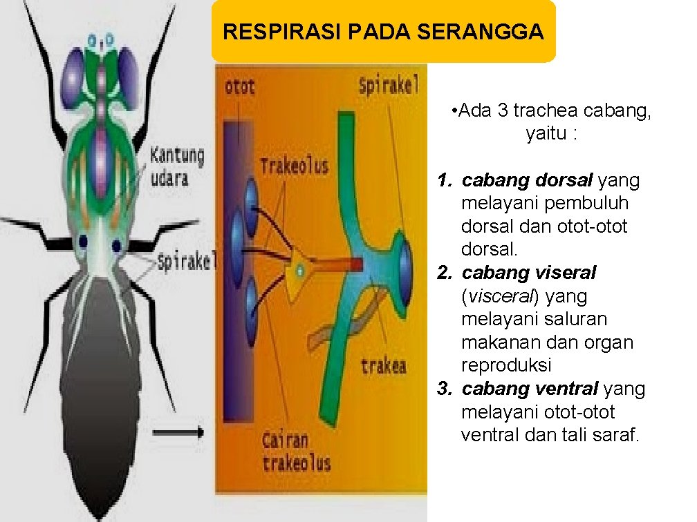 RESPIRASI PADA SERANGGA • Ada 3 trachea cabang, yaitu : 1. cabang dorsal yang