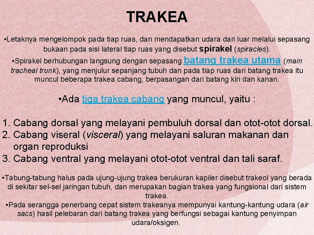 TRAKEA • Letaknya mengelompok pada tiap ruas, dan mendapatkan udara dari luar melalui sepasang