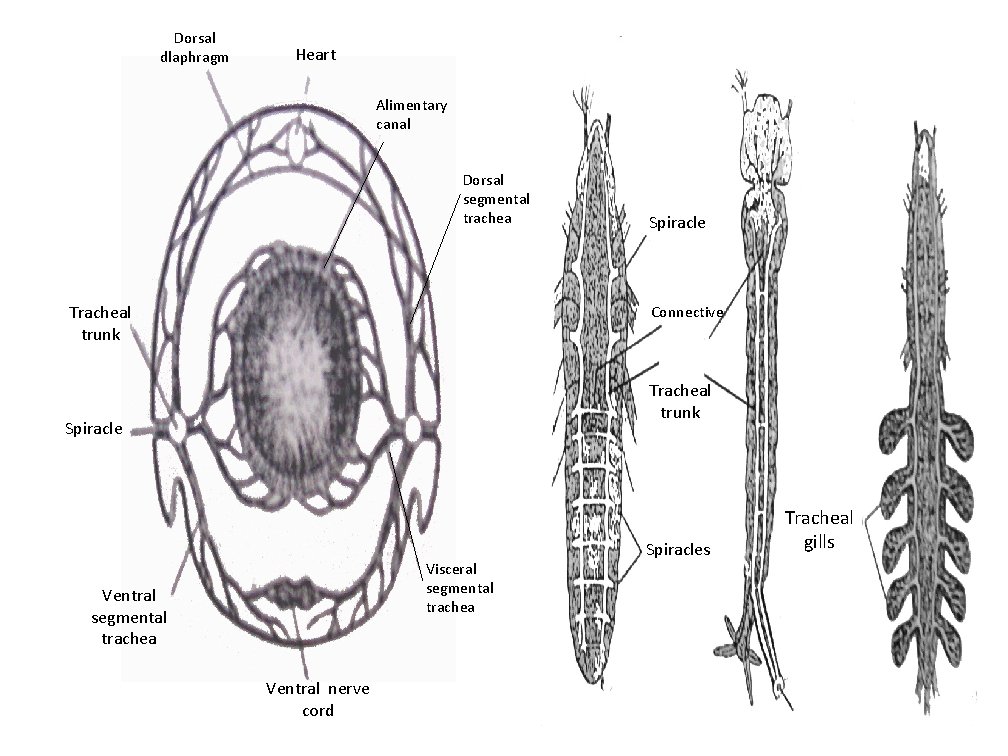 Dorsal dlaphragm Heart Alimentary canal Dorsal segmental trachea Tracheal trunk Spiracle Connective Tracheal trunk