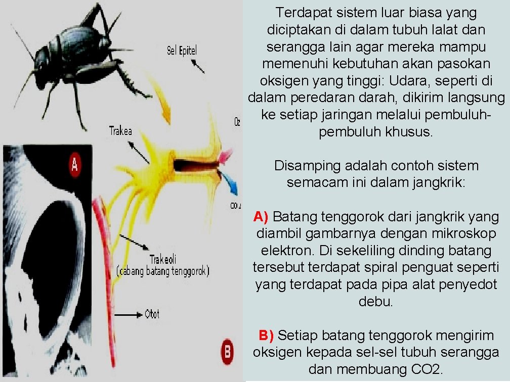 Terdapat sistem luar biasa yang diciptakan di dalam tubuh lalat dan serangga lain agar