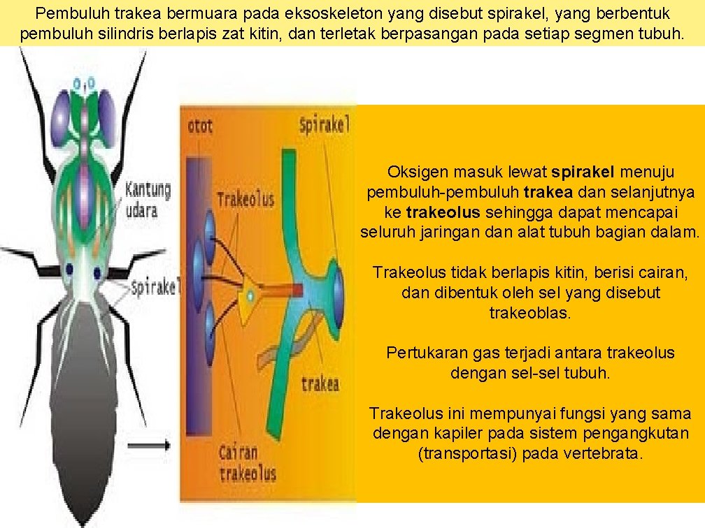 Pembuluh trakea bermuara pada eksoskeleton yang disebut spirakel, yang berbentuk pembuluh silindris berlapis zat