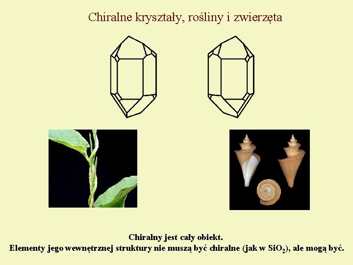 Chiralne kryształy, rośliny i zwierzęta Chiralny jest cały obiekt. Elementy jego wewnętrznej struktury nie